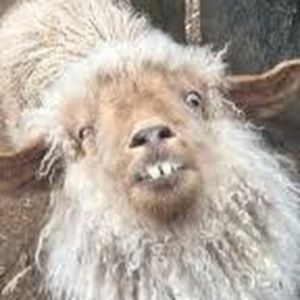 Meet your Posher, Madeleine